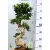Mini fikusz / bonsai fikusz, S alakú mini Ficus microcarpa Ginseng S-type 27 cm