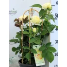 Rózsa Rosa Summerville 19 cm