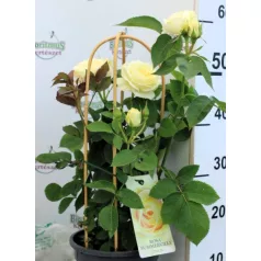 Rózsa Rosa Summerville 19 cm