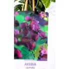 Csokoládészőlő Akebia quinata dark pink 17 cm