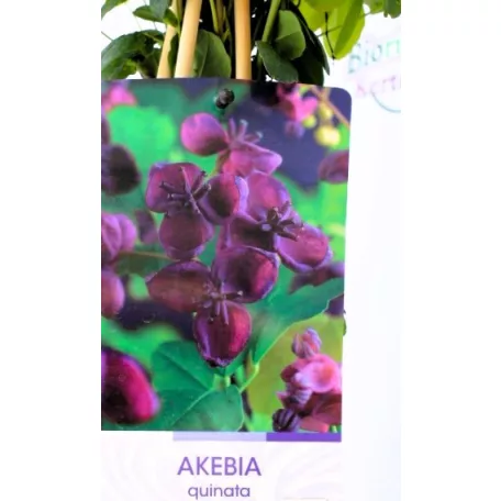 Csokoládészőlő Akebia quinata dark pink 17 cm