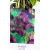 Csokoládészőlő Akebia quinata dark pink 17 cm