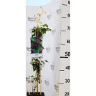 Csokoládészőlő Akebia quinata dark pink 17 cm