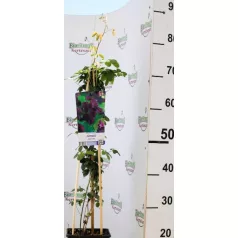 Csokoládészőlő Akebia quinata dark pink 17 cm