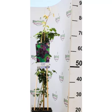 Csokoládészőlő Akebia quinata dark pink 17 cm