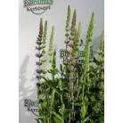 Ligeti zsálya Salvia nemorosa Ostfriesland purple 17 cm