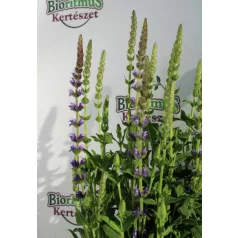 Ligeti zsálya Salvia nemorosa Ostfriesland purple 17 cm
