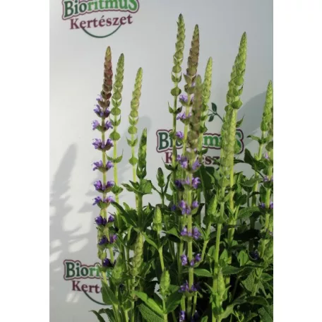 Ligeti zsálya Salvia nemorosa Ostfriesland purple 17 cm