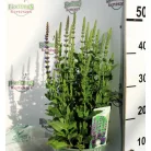Ligeti zsálya Salvia nemorosa Ostfriesland purple 17 cm
