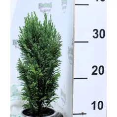 Oregoni hamisciprus Chamaecyparis lawsoniana Ellwoodii 11 cm