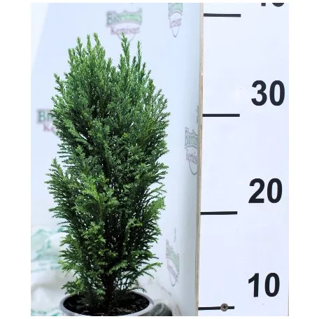 Oregoni hamisciprus Chamaecyparis lawsoniana Ellwoodii 11 cm