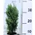 Oregoni hamisciprus Chamaecyparis lawsoniana Ellwoodii 11 cm