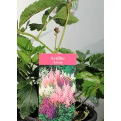 Kerti tollbuga Astilbe 14 cm