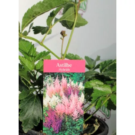 Kerti tollbuga Astilbe 14 cm