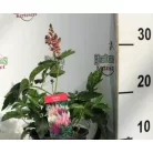 Kerti tollbuga Astilbe 14 cm