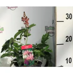 Kerti tollbuga Astilbe 14 cm