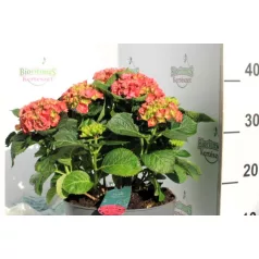 Kerti hortenzia Hydrangea Mophead 7+ 23 cm