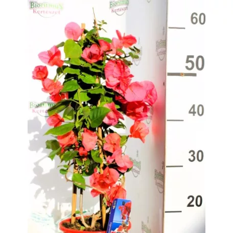 Murvafürt Bougainvillea Dania Pyramid 17 cm