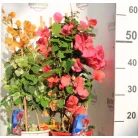 Murvafürt Bougainvillea Dania Pyramid 17 cm