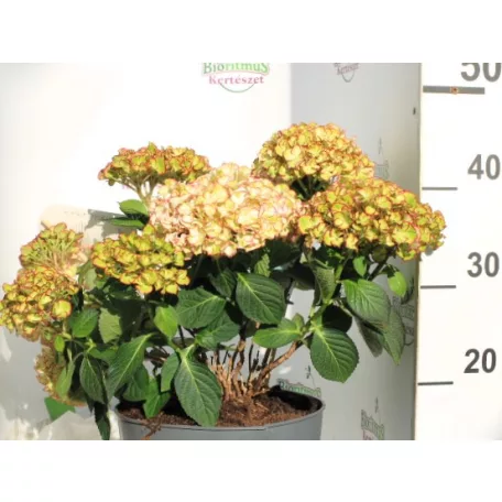 Kerti hortenzia Hydrangea Hi Moon Red 7+ 23 cm