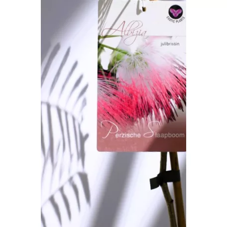 Selyemakác Albizia julibrissin 15 cm