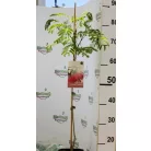 Selyemakác Albizia julibrissin 15 cm