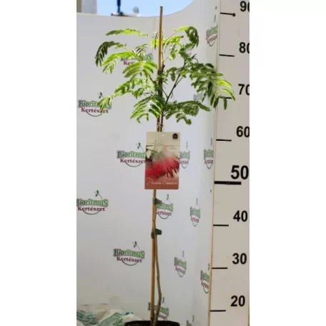 Selyemakác Albizia julibrissin 15 cm