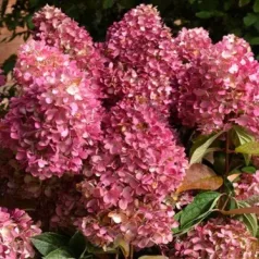 Bugás hortenzia Hydrangea pan. Redlight red 17 cm