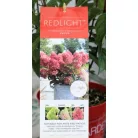Bugás hortenzia Hydrangea pan. Redlight red 17 cm