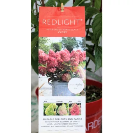 Bugás hortenzia Hydrangea pan. Redlight red 17 cm