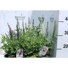 Ligeti zsálya Salvia nemorosa Sensation  17 cm