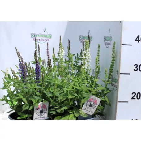 Ligeti zsálya Salvia nemorosa Sensation  17 cm