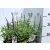 Ligeti zsálya Salvia nemorosa Sensation  17 cm