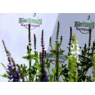 Ligeti zsálya Salvia nemorosa Sensation  17 cm