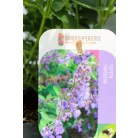 Japán macskamenta Nepeta subsessilis Purple Prelude 13 cm