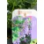 Japán macskamenta Nepeta subsessilis Purple Prelude 13 cm