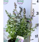 Japán macskamenta Nepeta subsessilis Purple Prelude 13 cm