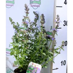 Japán macskamenta Nepeta subsessilis Purple Prelude 13 cm