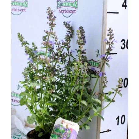 Japán macskamenta Nepeta subsessilis Purple Prelude 13 cm