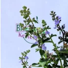 Japán macskamenta Nepeta subsessilis Purple Prelude 13 cm