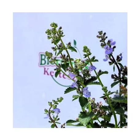 Japán macskamenta Nepeta subsessilis Purple Prelude 13 cm