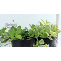 Jegecske (Szívlevelű kristályvirág) KER