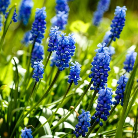 Kék (örmény) gyöngyike Muscari Armeniacum 29 cm cserépben