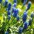 Kék (örmény) gyöngyike Muscari Armeniacum 29 cm cserépben
