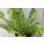 Madárfészek páfrány Asplenium nidus Crispy Wave 12 cm cserép