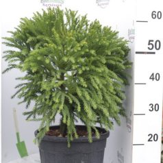   Törpe gömb japánciprus Cryptomeria japonica Globosa Nana CO 24-CLT.9