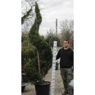 Leylandi ciprus spirál CUPRESSOCYPARIS LEYLANDII clt 65 H220/240 Spiral