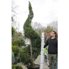   Leylandi ciprus spirál CUPRESSOCYPARIS LEYLANDII clt 65 H220/240 Spiral