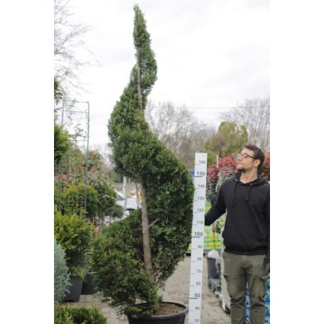 Leylandi ciprus spirál CUPRESSOCYPARIS LEYLANDII clt 65 H220/240 Spiral