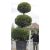 3 Gömb extra Leylandi ciprus CUPRESSOCYPARIS LEYLANDII GOLD RIDER . Clt 350 350CM 3 pal